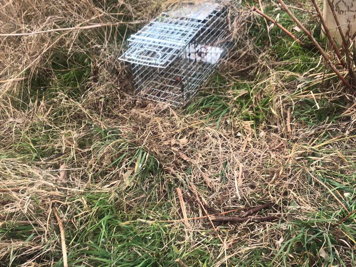 Commercial live-catch feral cat cage trap set up on site