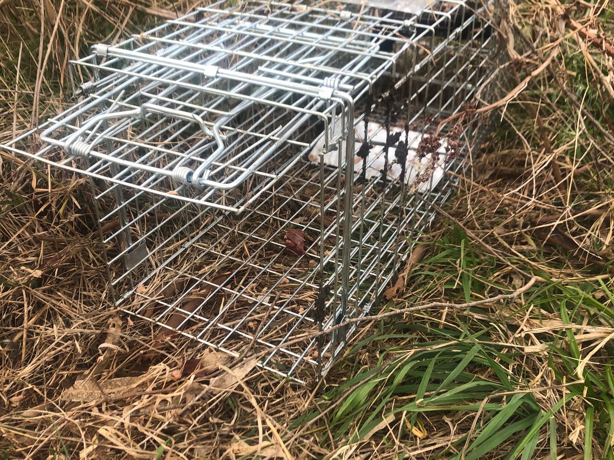 Feral cat live-catch trap baited and ready for regular monitoring