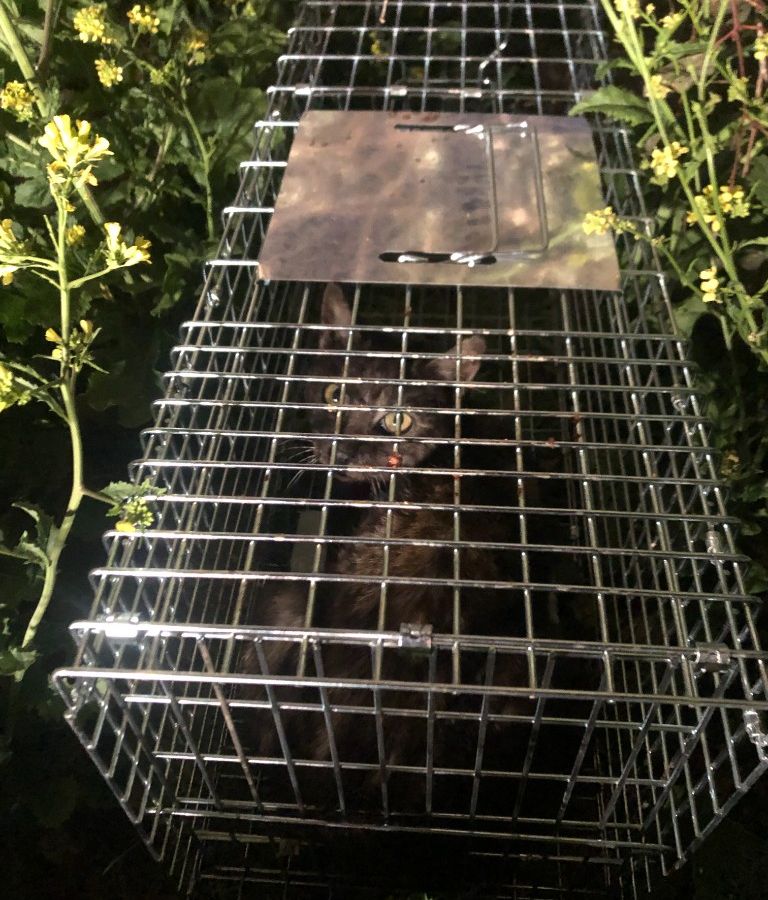 Captured feral cat in a humane live-catch trap at night on site